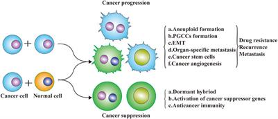 Cell Fusion-Related Proteins and Signaling Pathways, and Their Roles in the Development and Progression of Cancer